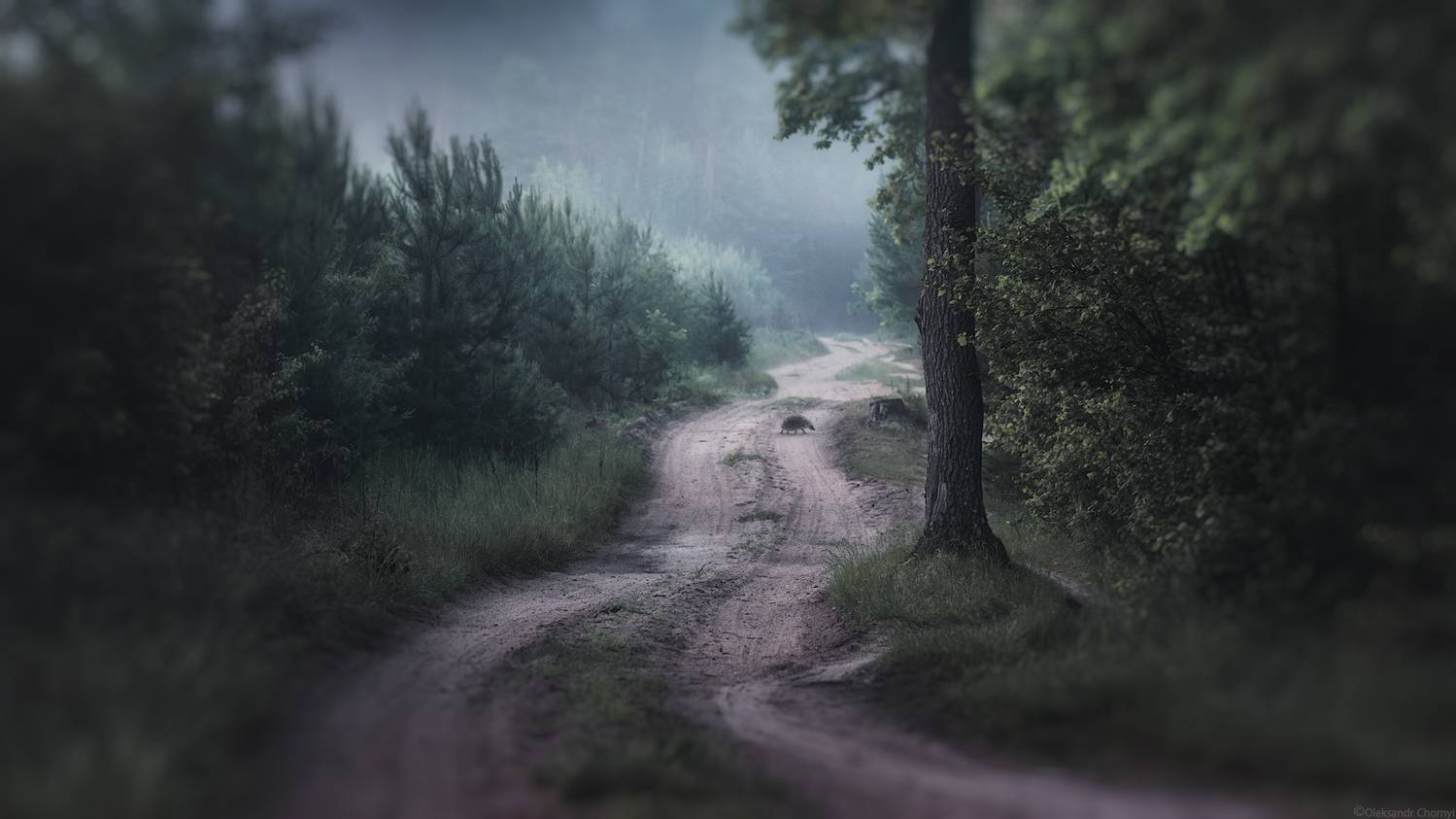 ежик, лес, утро, туман, тишина, сказка, путник, тропинка, лесная дорога, фотографчорный, сашачорный,  коростышев, украина,, Чорный Александр