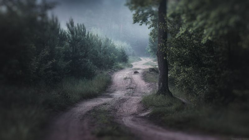 ежик, лес, утро, туман, тишина, сказка, путник, тропинка, лесная дорога, фотографчорный, сашачорный,  коростышев, украина, \