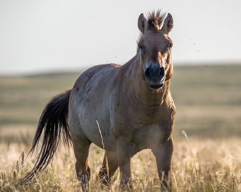 Сила степи. фото превью
