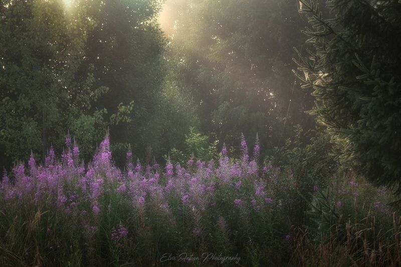 пейзаж, природа, рассвет, туман, иван-чай Краски уходящего лета фото превью