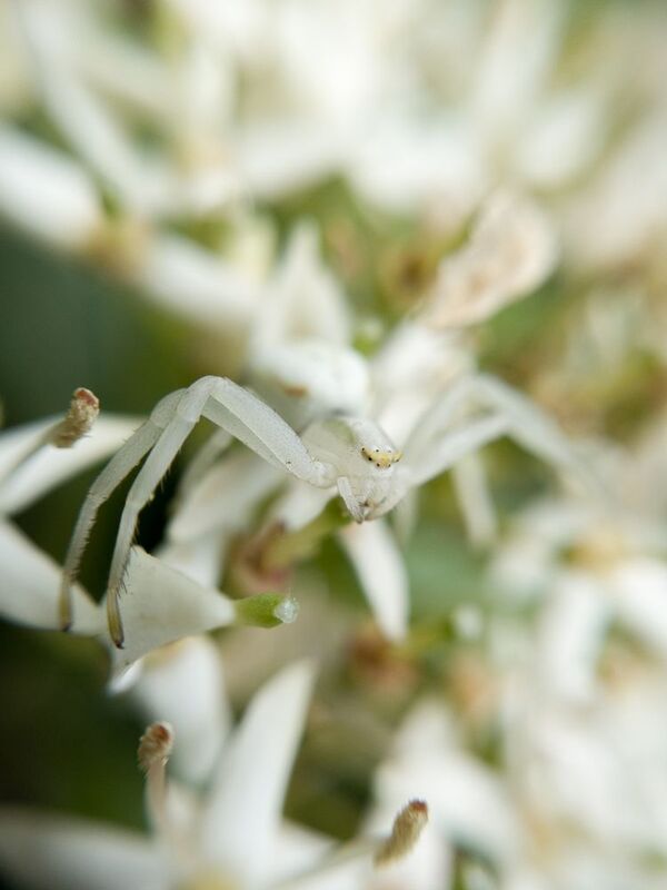Thomisidae фото превью