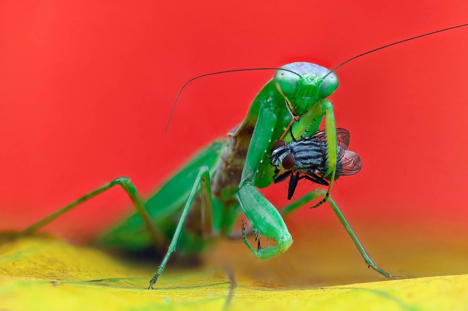 ceclii, macro, Tsvetan Ganev