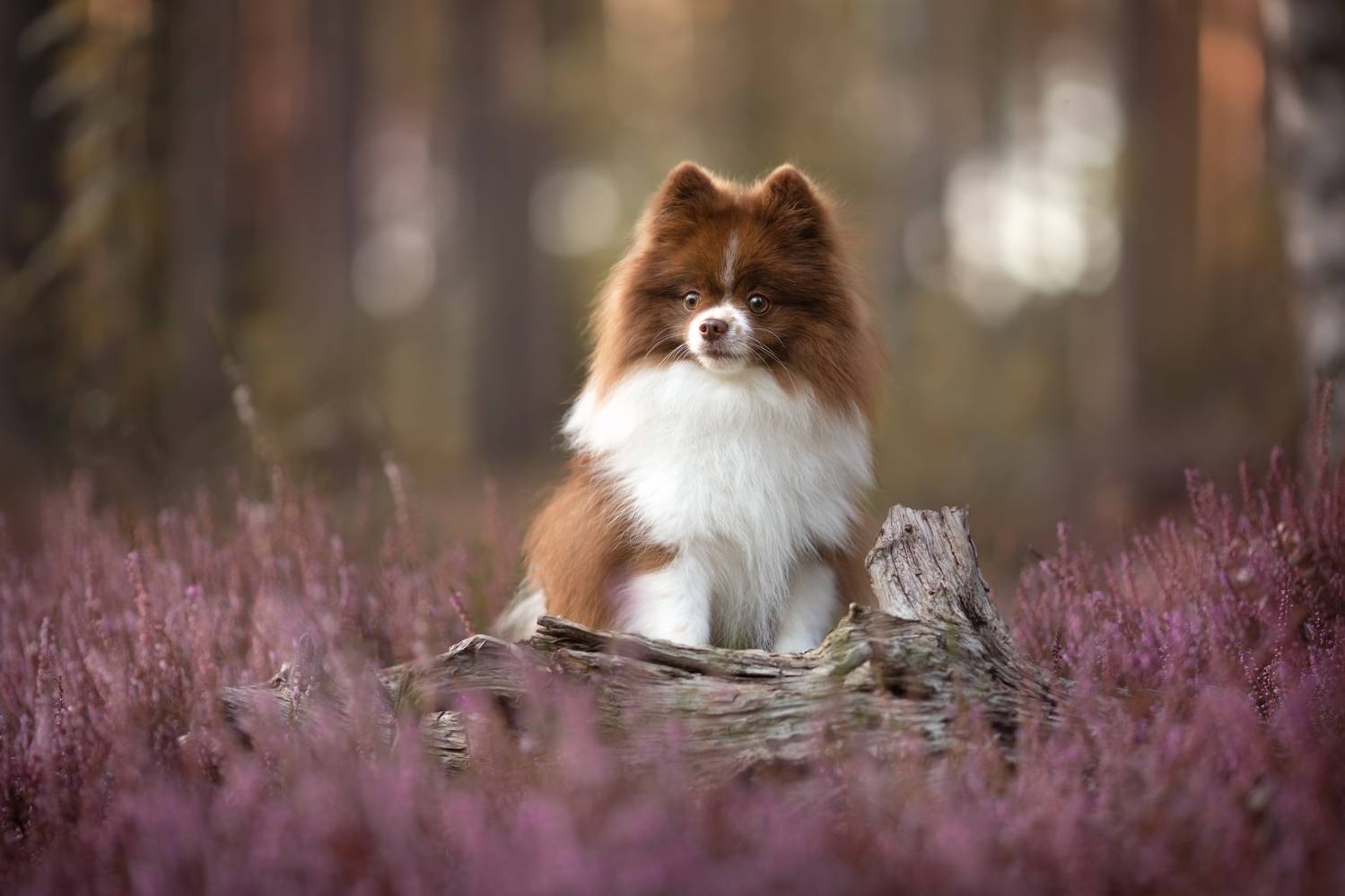 , Евгения Костусева