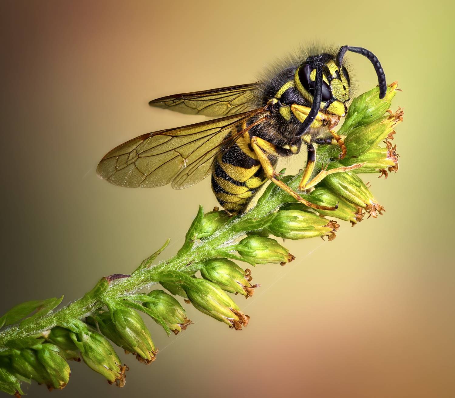 wasp, insect, macro, nature, wild, insects, bee,, Atul Saluja