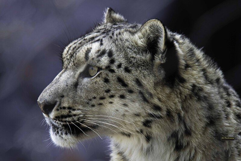 Snow leopard фото превью