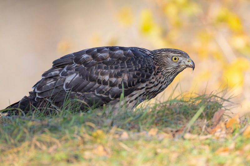 тетеревятник, ястреб, птицы  фото превью