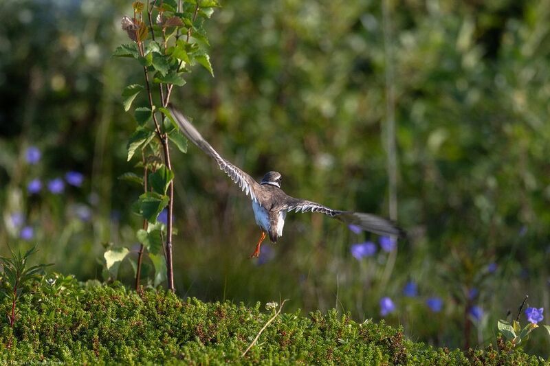 Галстучник Галстучник фото превью