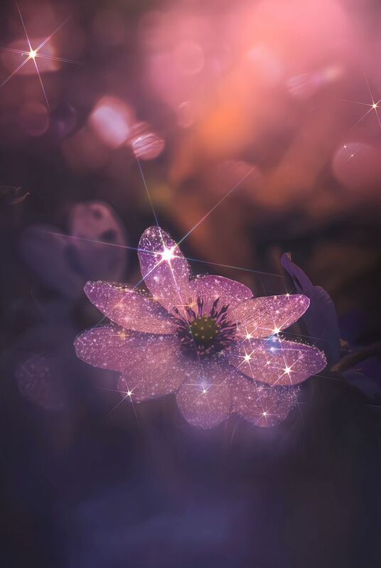 макоо, macro, цветы, flowers, лето, summer *** фото превью