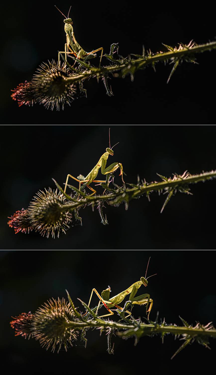 , Неля Рачкова