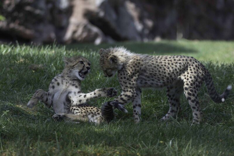 Cheetah cub фото превью