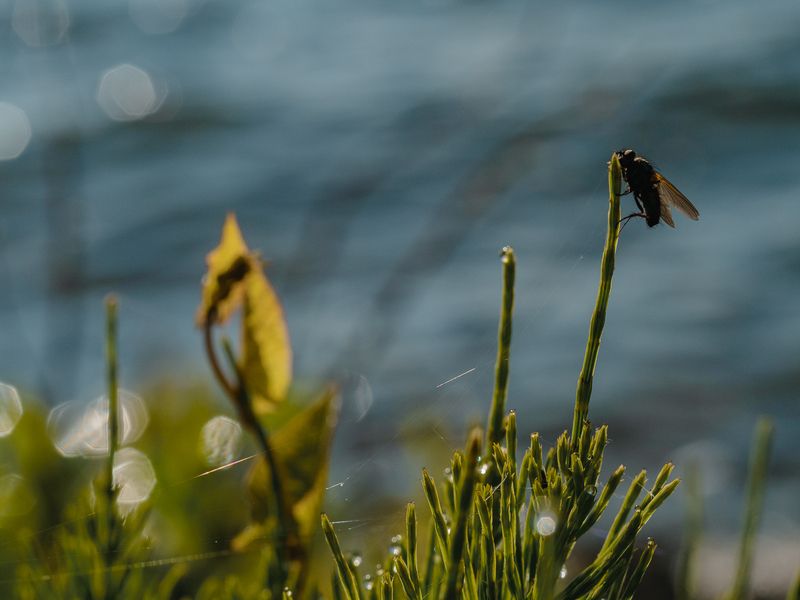 Высоко сижу, далеко гляжу фото превью