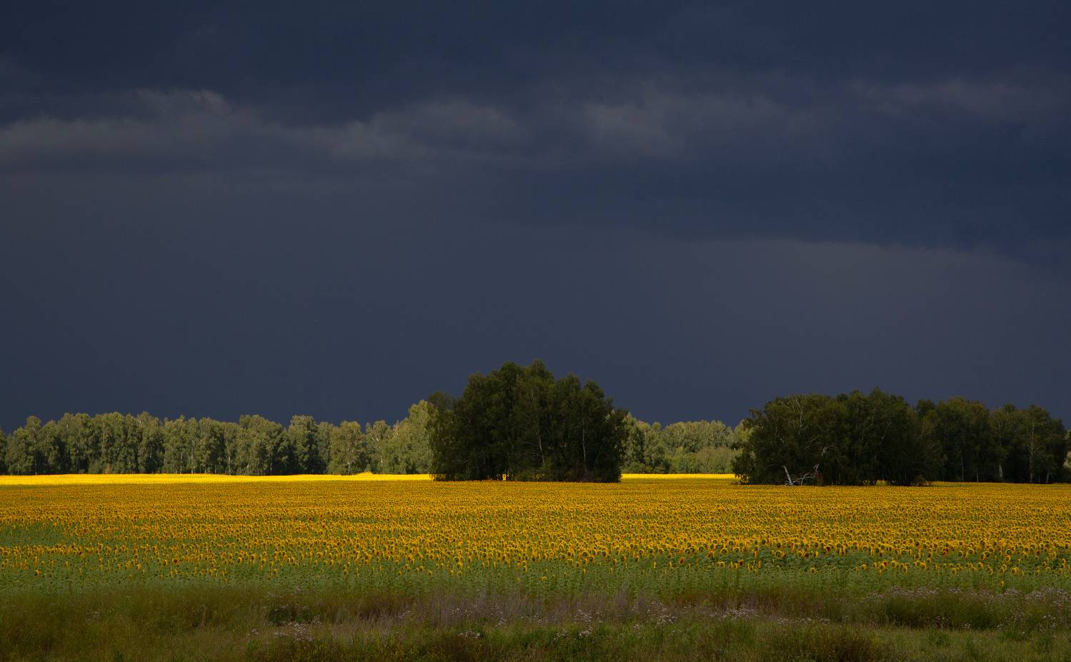 , Евгений Зинов