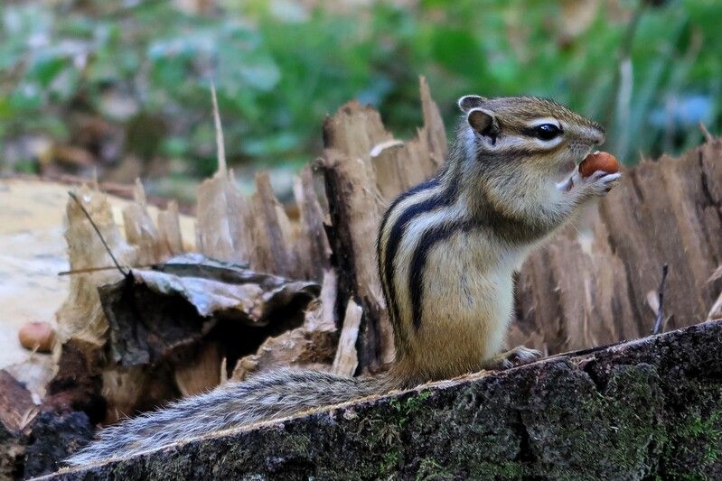 Вкусняшка фото превью