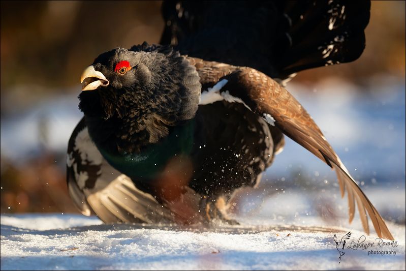 Отважный фото превью