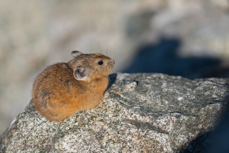 пищуха, пищухи, алтайская пищуха, природа, фотоохота, алтай, горы, чике-таман, перевал чике-таман Алтайская пищуха фото превью