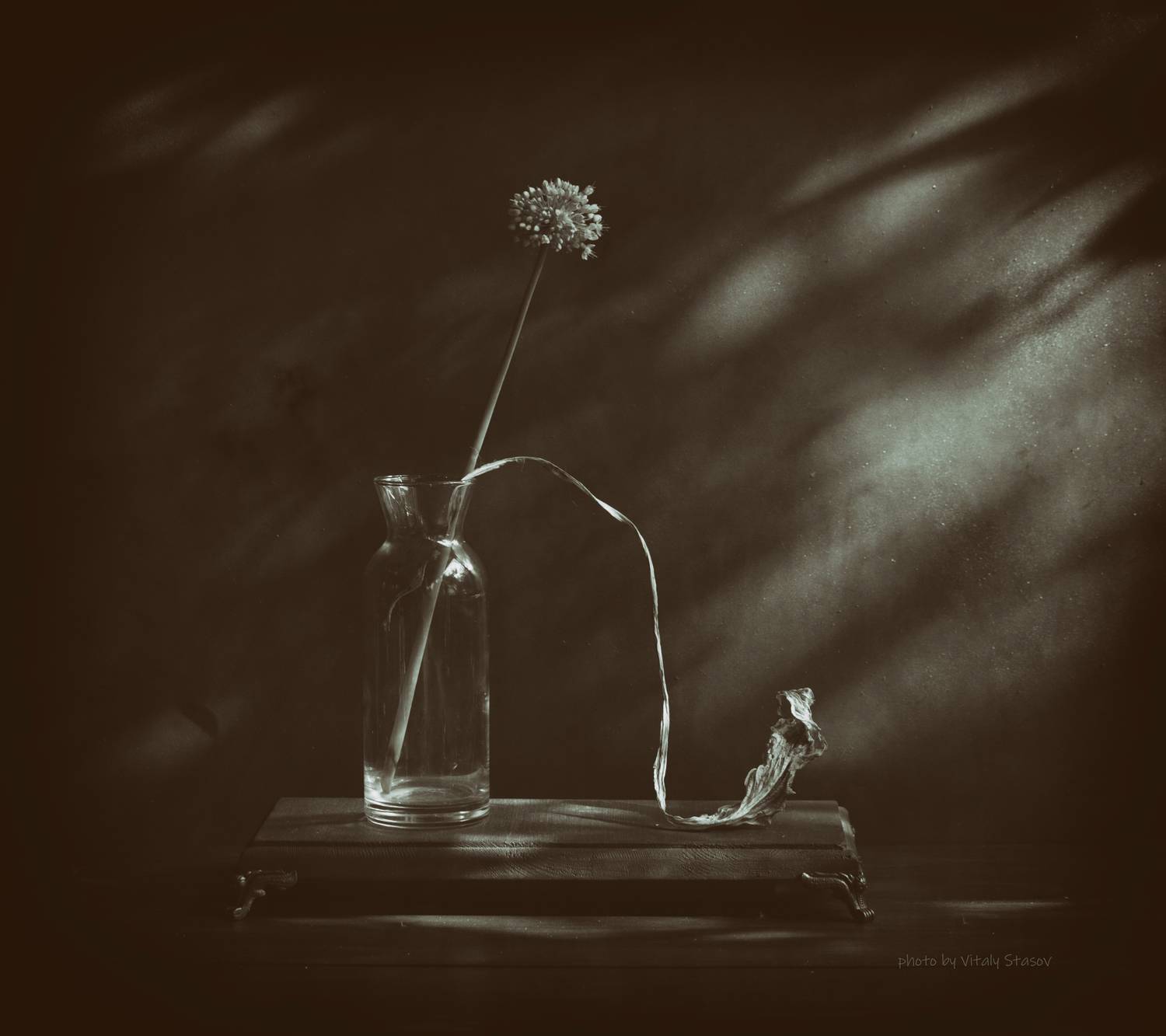 цветы, натюрморт, концептуальное, still life, flowers, минимализм, тени, силуэты, Стасов Виталий