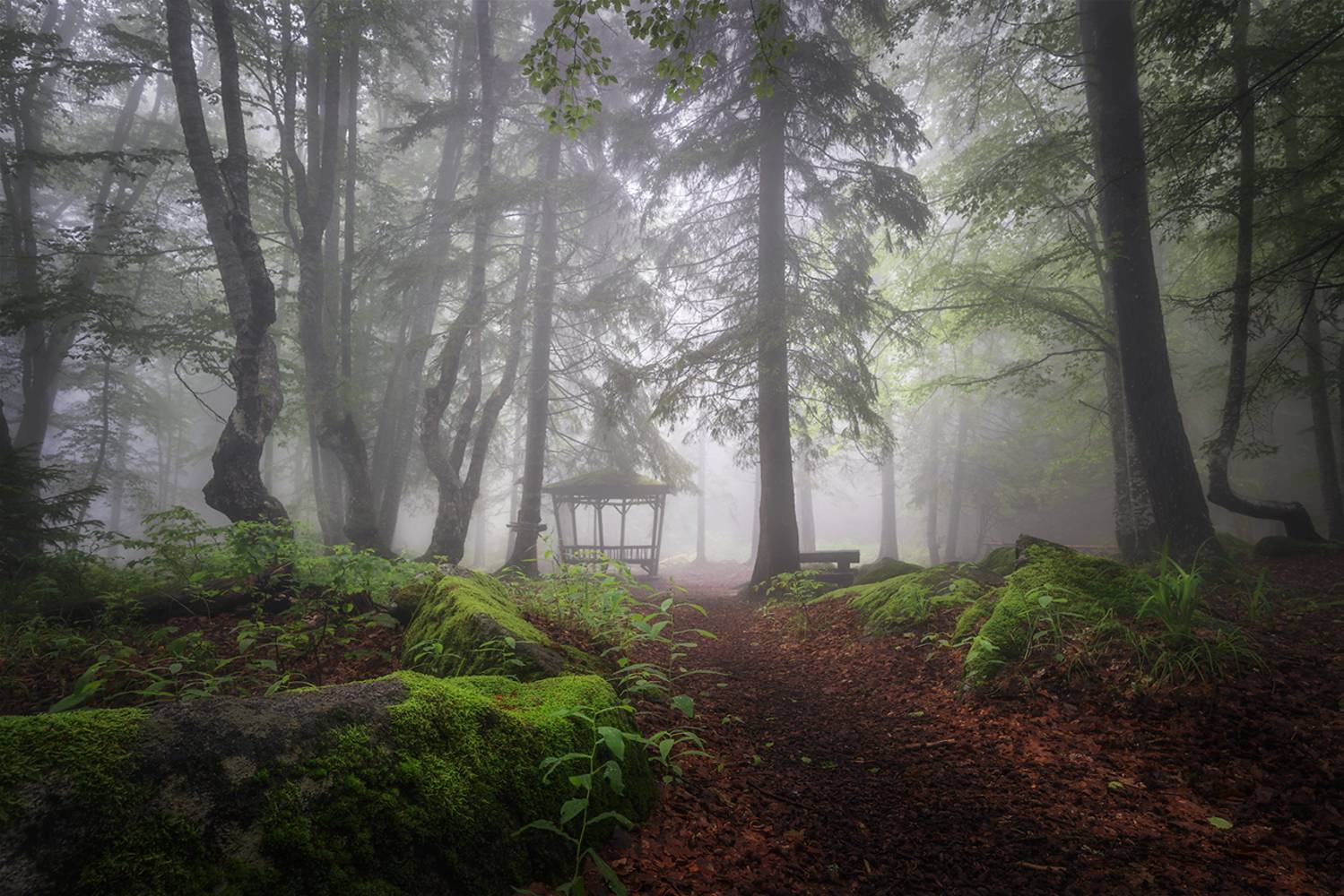 landscape, nature, scenery, forest, wood, trees, mood, mist, misty, fog, foggy, mountain, vitosha, bulgaria, туман, лес, Александър Александров