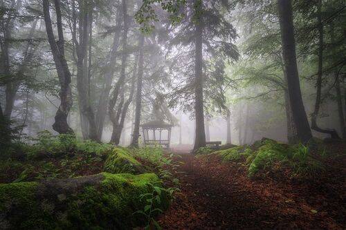 Forest mirage / Лесной мираж