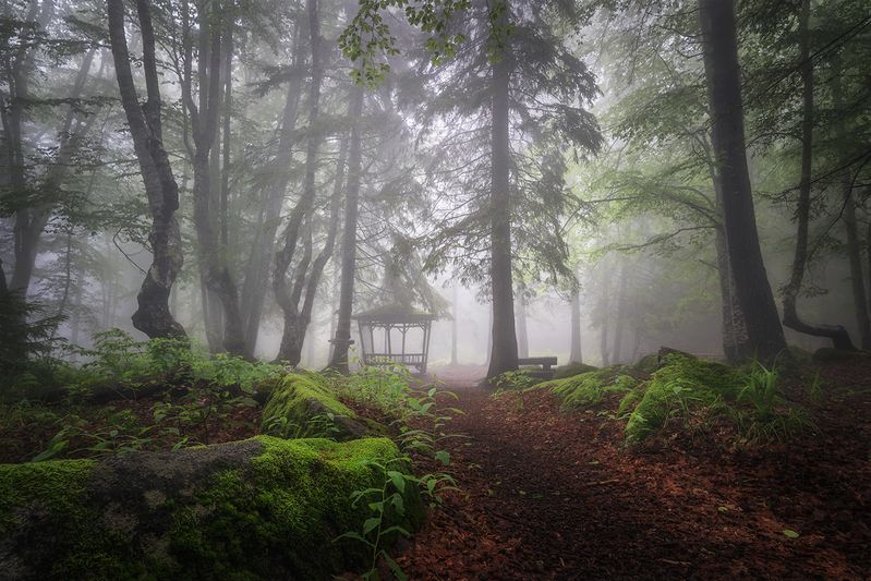 landscape, nature, scenery, forest, wood, trees, mood, mist, misty, fog, foggy, mountain, vitosha, bulgaria, туман, лес Forest mirage / Лесной мираж фото превью