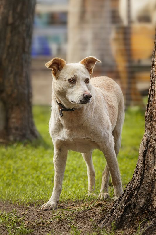 Пёс фото превью