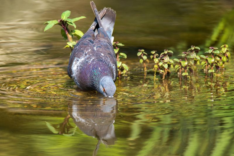 *Жарко, жарко... очень жарко... фото превью