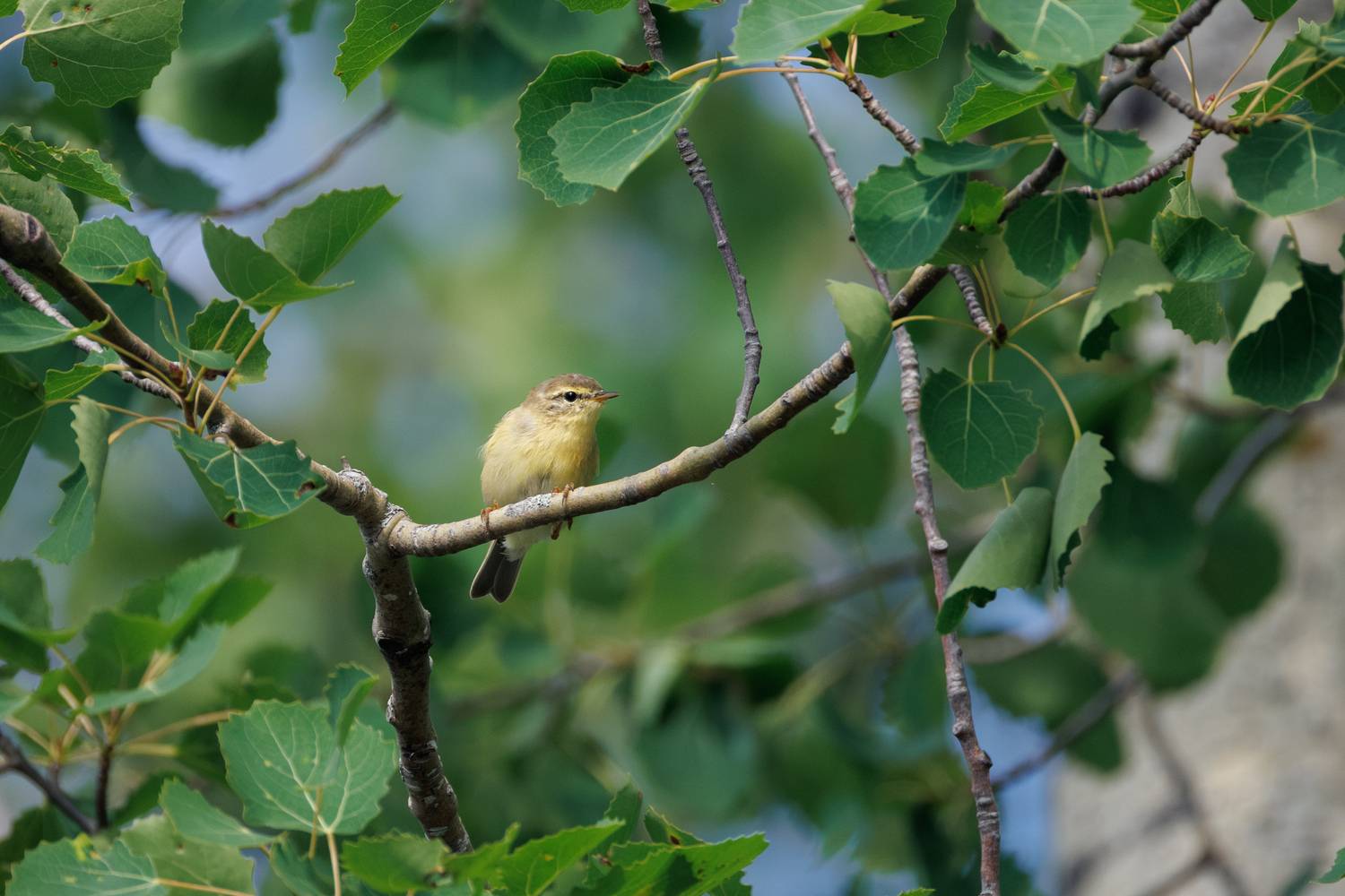 , ssmirs Сергей