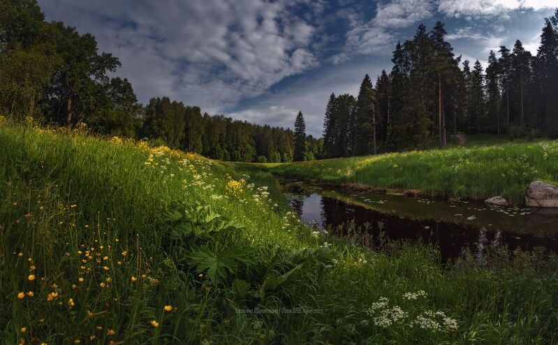 павловский парк, царское село, павловск, павловский, пейзаж, landscape, nature В Июне фото превью