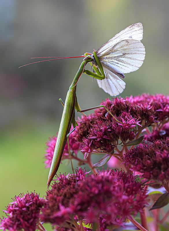 насекомые, богомол, хищник, лето, август Хищник обедает... фото превью