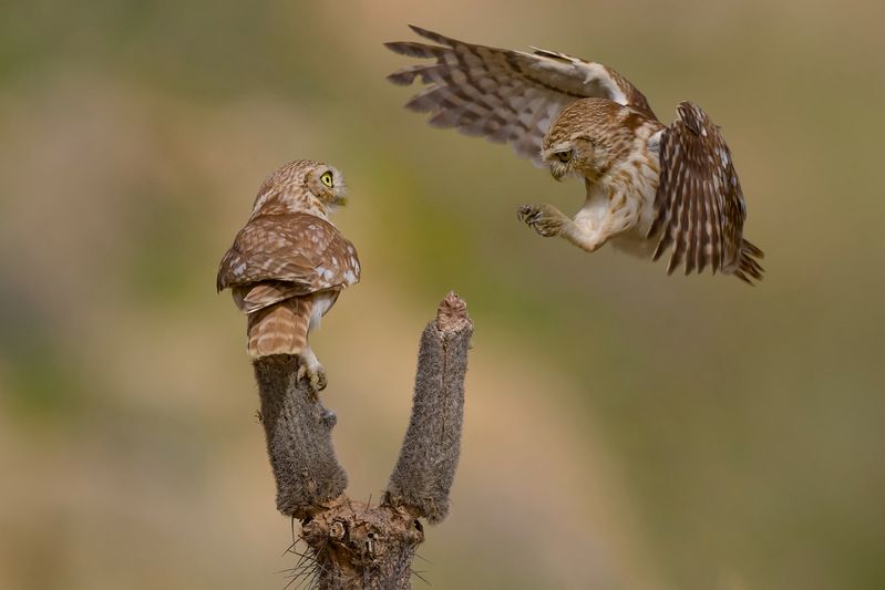 Little owls  фото превью