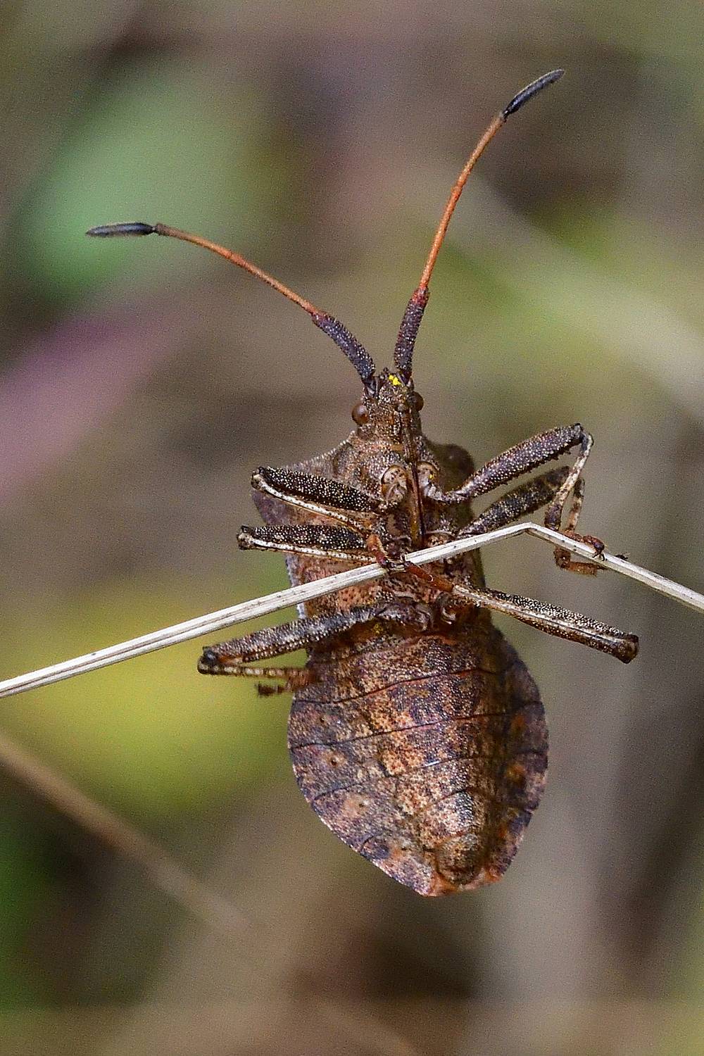 , Корнейчук Игорь