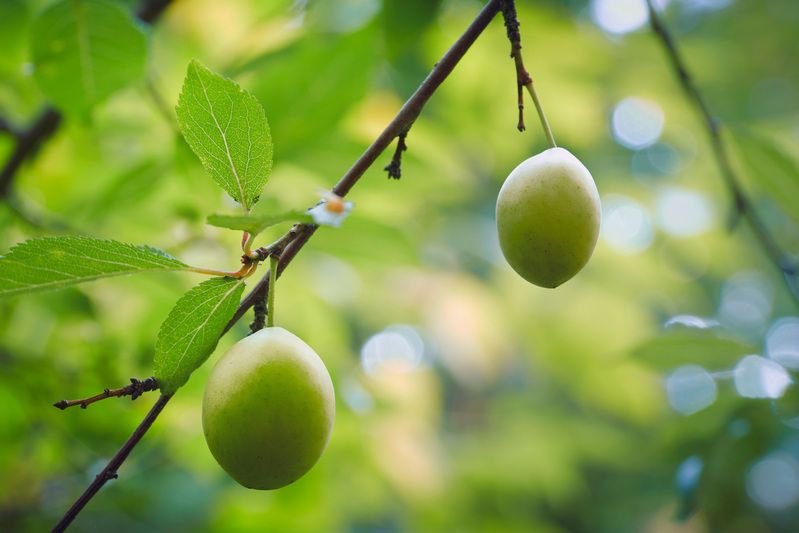 листва, лес Лесная зарисовка фото превью