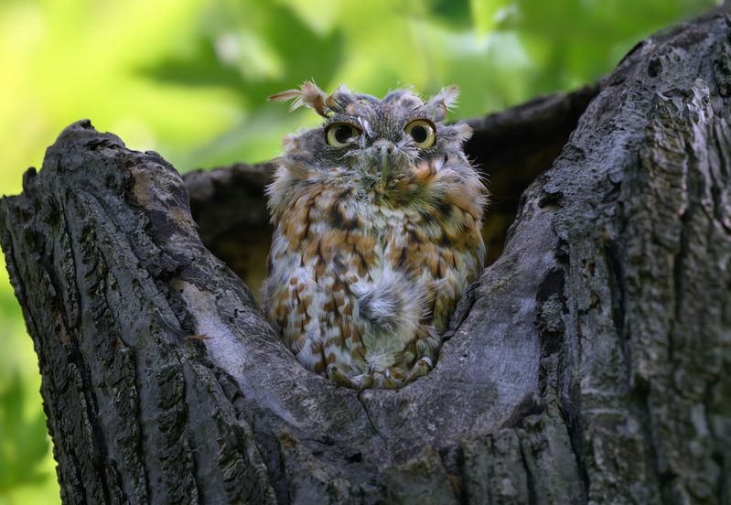 Eastern screech owl - Red morph (molting stage) фото превью