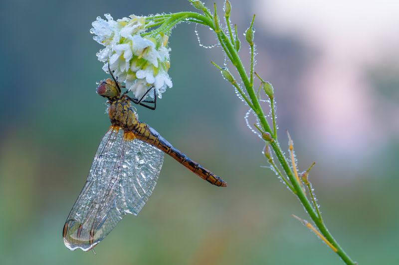 Утро, стрекозка в росе.  фото превью