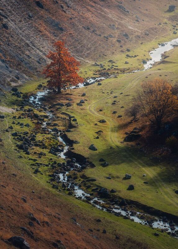 осень, ручей, пейзаж, одинокое дерево, долина, свет и тень, природа, река, тишина, камни, золотая осень, Moldova, autumn, landscape, silence Одинокий страж долины фото превью
