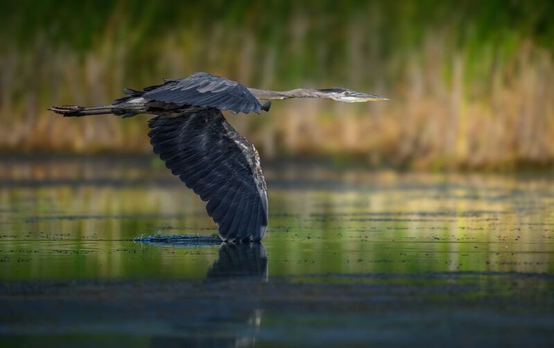 Great Blue Heron фото превью