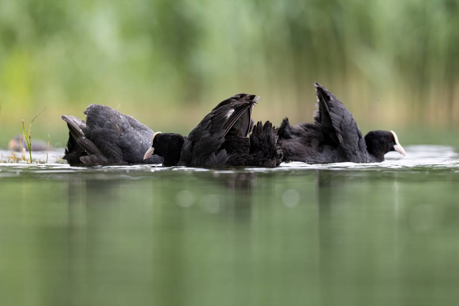 птицы, лысуха, Руслан Pl