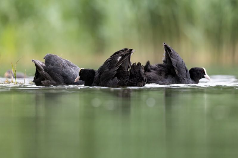 птицы, лысуха Битва двух кланов фото превью