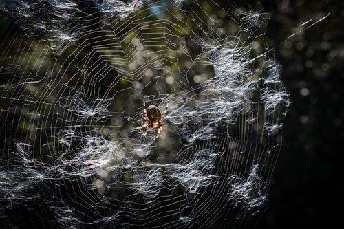 Паук-крестовик