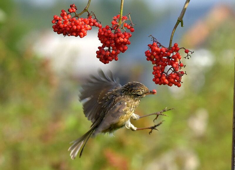 Урвала! фото превью
