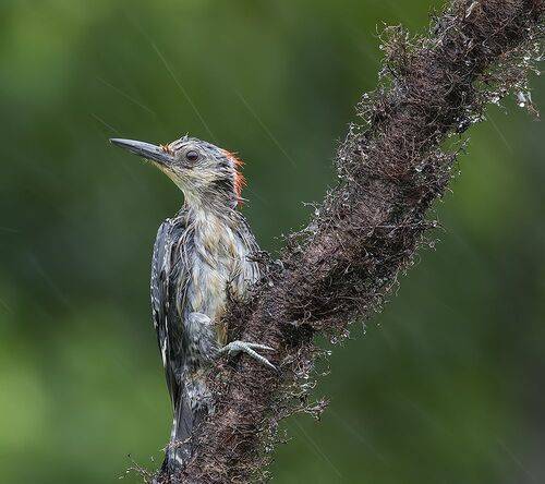 Red-bellied Woodpecker. Каролинский меланерпес