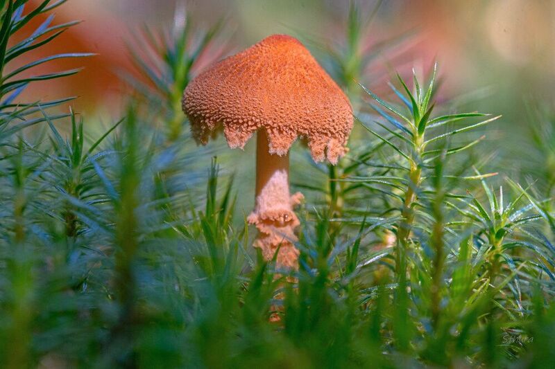 гриб растения природа макро Гриб. фото превью