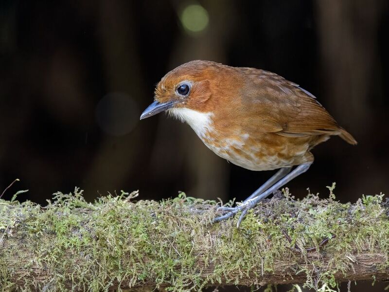 Red-and-white Antpitta фото превью