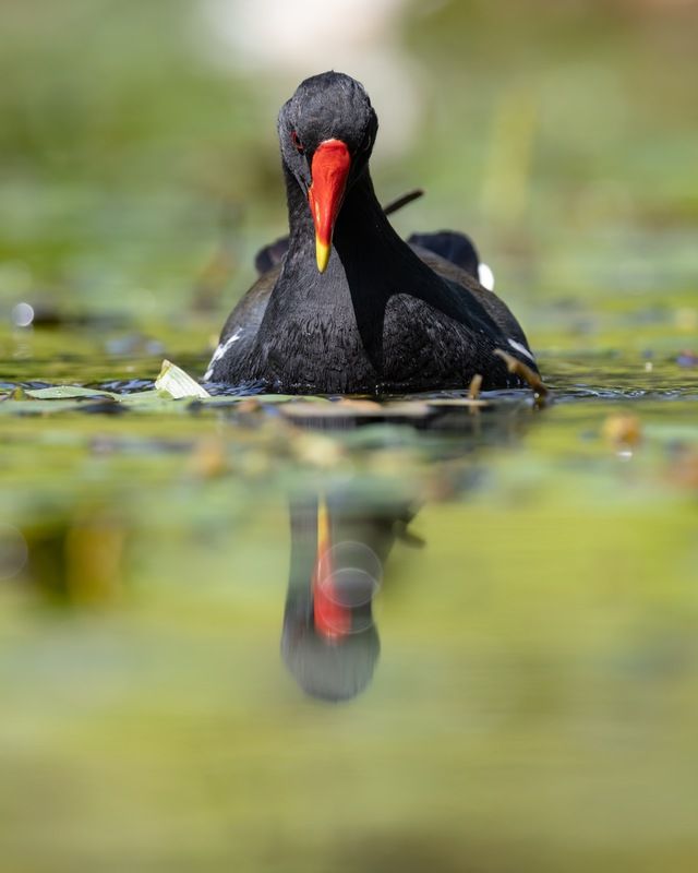 кувшинка, камышница, пруд, птицы Камышница и тот, кто живет в пруду фото превью