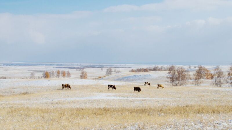 молочно-рыжая зима фото превью