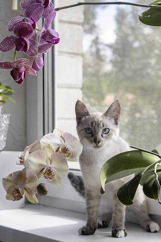 Котенок среди орхидей
