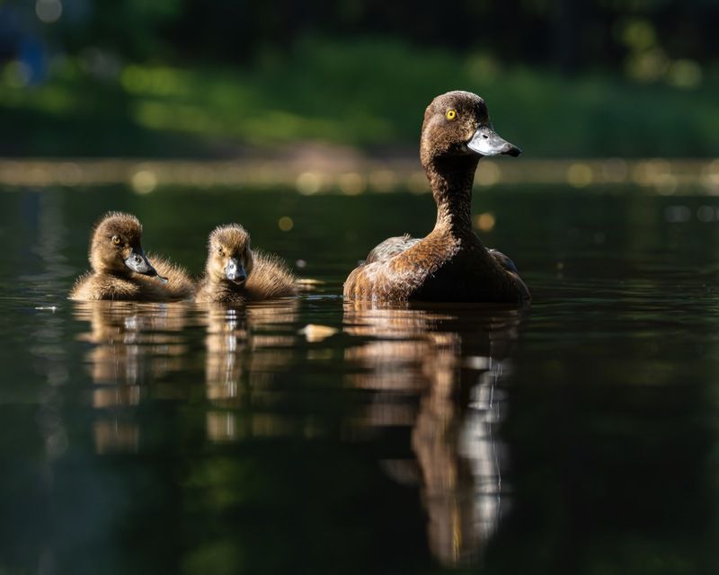 хохлатая чернеть, утка, нырок, птицы, пруд, контражур, утенок  фото превью