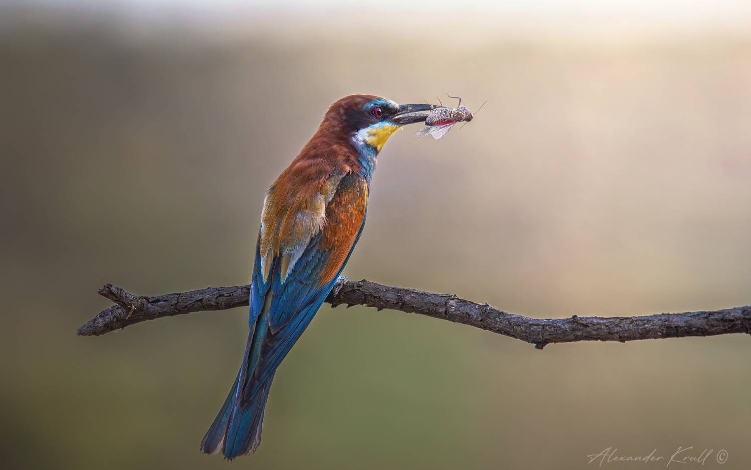 щурка, золотистая щурка, пчелоедка, merop apiaster, Круль Александр