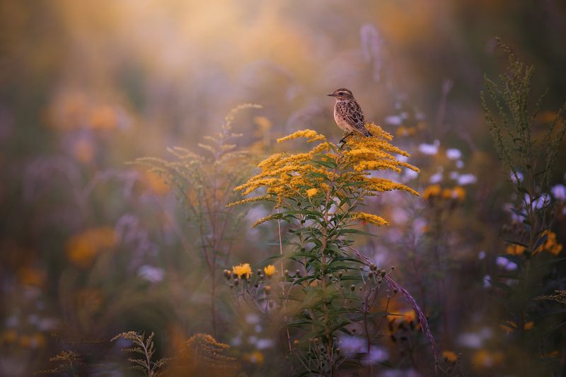Затишье перед бурей в предгрозовом рассвете фото превью