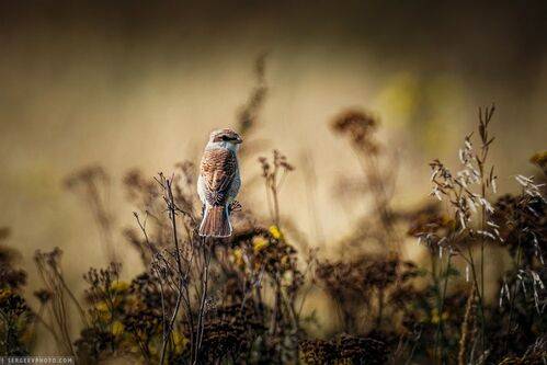 Обыкновенный жулан | Red-backed Shrike