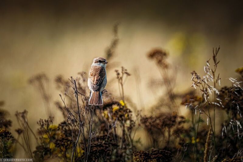 Обыкновенный жулан фото превью